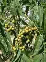 Baicalin Natural Plant Extract