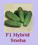 F1 Hybrid Sneha Seeds