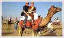 Camel Safari Tours