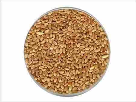 Aggarwal Wheat