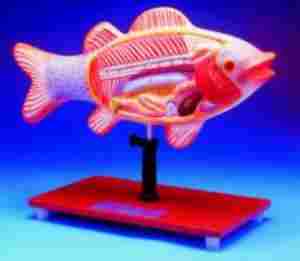  मछली विच्छेदन मॉडल