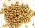 Coriander Seeds