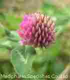 Red Clover Extract / Red Clover Extract Powder 