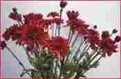 Decorative Red Flower