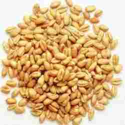 Research Hybrid Wheat Seeds