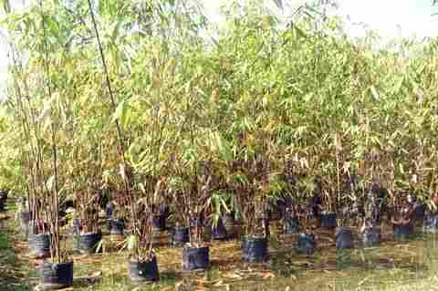 Phyllostachys Nigra (Black Bamboo)