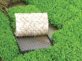 Green Rice Seeding Tray