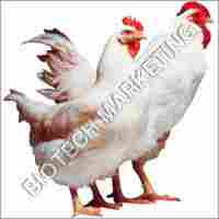 Premium Grade Poultry Feed Supplements