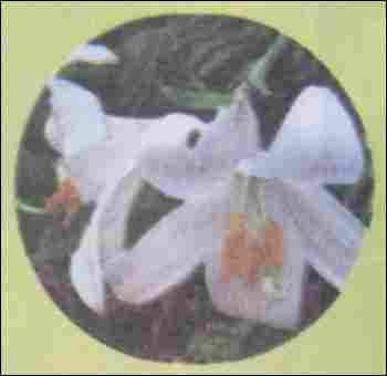 Lilium Flower Plant