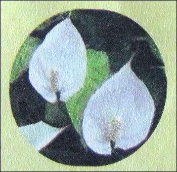 Spathiphyllum Flower Plant