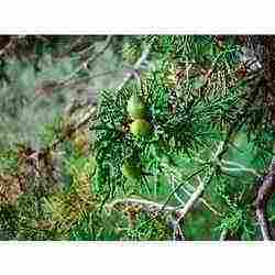 Juniperus Indica
