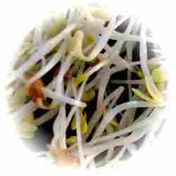 Alfalfa Sprouts