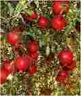 Organic Pomegranate Plantation Consultancy