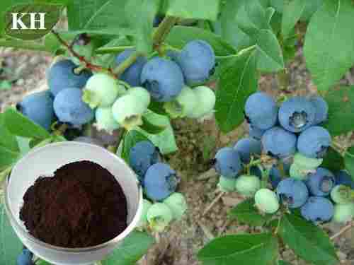 Bilberry Extract, 15-35% Anthocyanidins (UV), 15-35% Anthocyanins (HPLC)