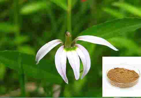 100% Natural Lobeliae Chinensis Extract 4:1