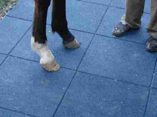 Horse Stable Rubber Tiles