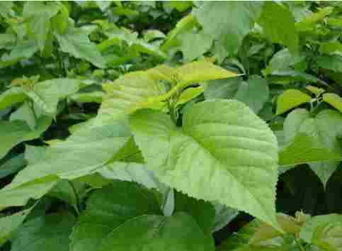 100% Natural Plant Extract Mulberry Leaf Extract