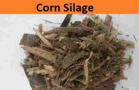 Corn Silage