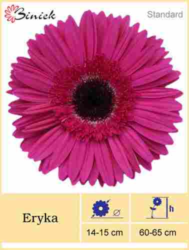 Gerbera Plant Eryka Flower 14-15 cm