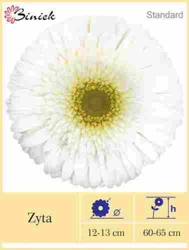 White Gerbera Plants Zyta Flower 12-13 cm