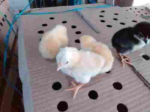 Manual Hatched Aseel Chicks