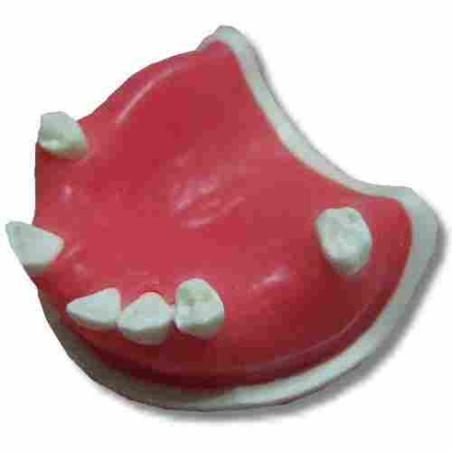Dental Model Multi Function Practice Jaw (Pos-01)