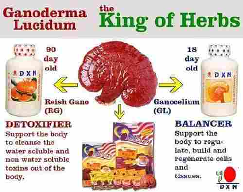 Reishi Mushroom