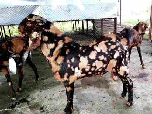 Sirohi Goats