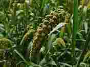 Yellow Millet