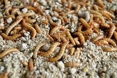 Maggot / Worm Based Protein Powder For Livestock Feed