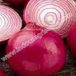 Top Quality Onion Sowing Seeds