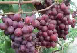 Tas- E-Ganesh Grapes