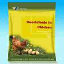 Chicken Coccidiosis Scattered