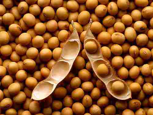 Soybeans Non Gmo 