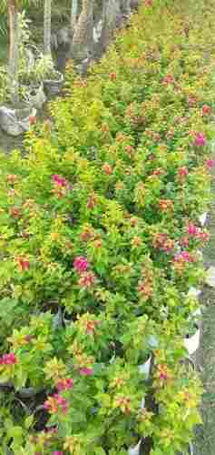 Flower Plant (marigold, Gulab, Rose, Dahelia)