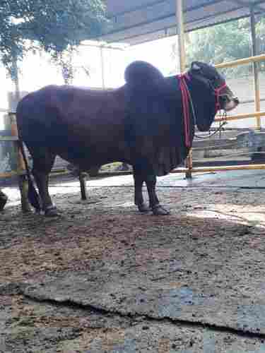 Sahiwal Bull For Breeding And Farming Work