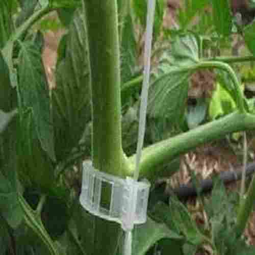 Cucumber Plant Clip
