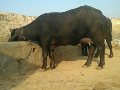 Black Murrah Breed Buffallo For Dairy Use, Upto15 Liter Per Day Milk