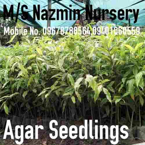 Natural Agarwood Plant