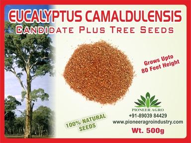 Eucalyptus Camaldulensis Tree Seed 500g