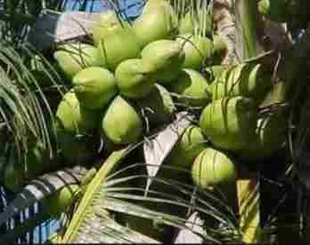 Fresh And Tender Green Coconut