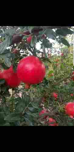 Exclusive Premium Red Pomegranate