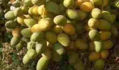 Fresh Yellow Barhi Dates