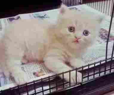 Cute Persian Breed Kitten