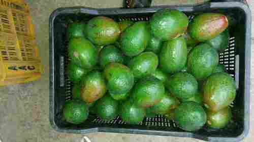 Avocado Fresh Fruits