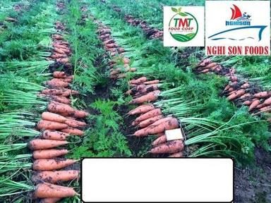 Fresh Carrot With High Quality