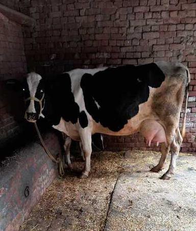 Blacknd White Pure Hf Breed Cows, Capacity 40 Ltr Plus Milk