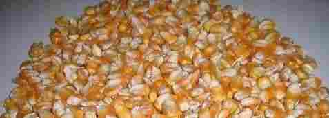 Quality White and Yellow Maize for Human & Animal Consumption