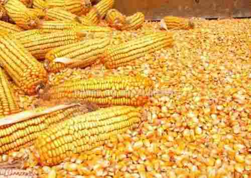 Organic Yellow Corn Maize