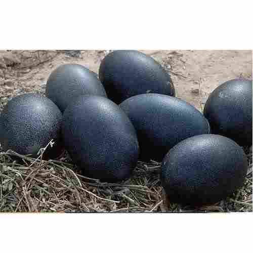 Black Color Kadaknath Eggs